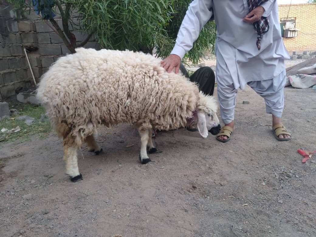 قربانی گوسفند و توزیع میان نیازمندان