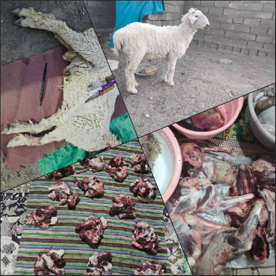نحر51 «قربانی مشارکتی»